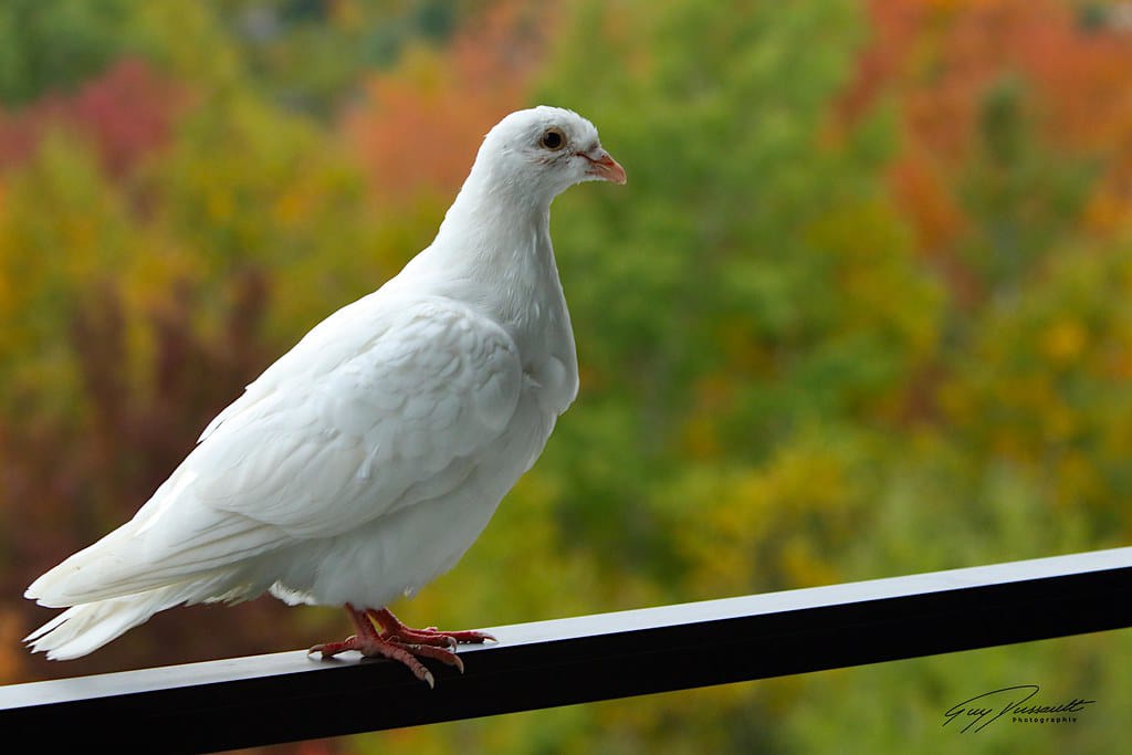 புறா (PCS) 1